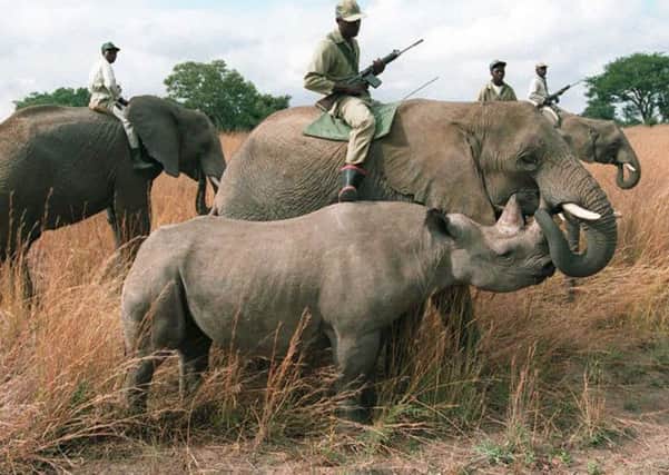 Armed, elephant-riding rangers in Zimbabwe check on the countrys black rhino population. Picture: Getty