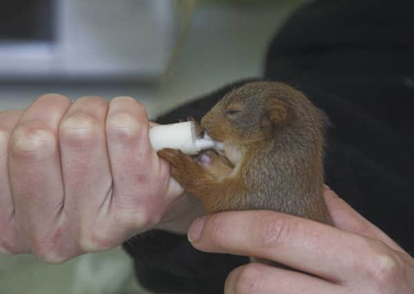 Ewok being fed by centre staff. Picture: Scottish SPCA