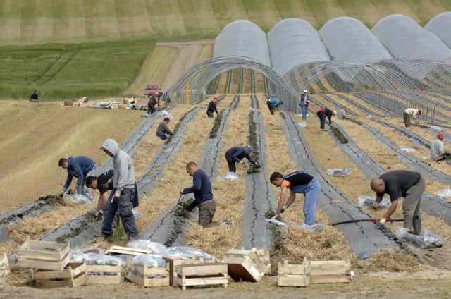 Migrant workers at Tofts farm between Perth and Dundee. Picture: Ian Rutherford