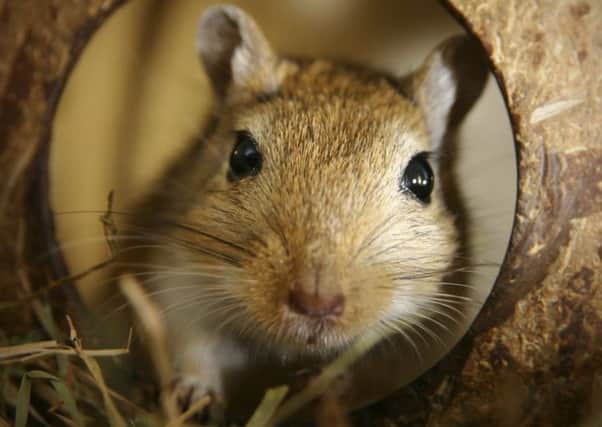They're cute, but gerbils from Asia harboured fleas which brought plague in medieval times.