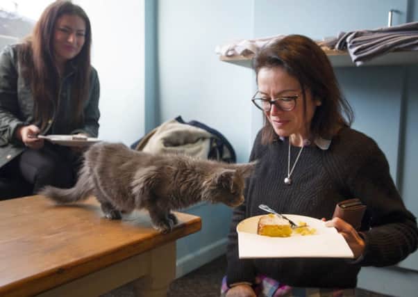 Japan already has cat cafes, which should guarantee a critical reception. Picture: Jane Barlow