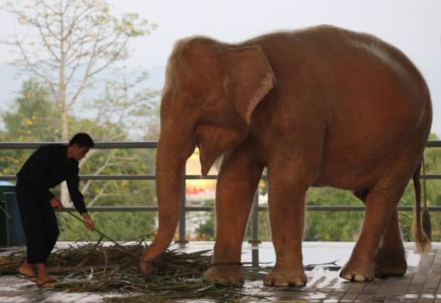 Its feeding time for this white elephant at a zoo in Naypyitaw, Myanmar. Picture: AP