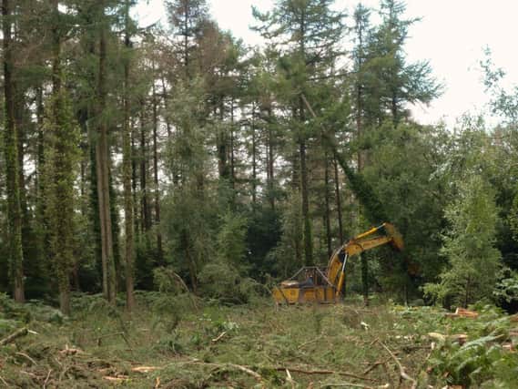 The forestry industry plays a huge role in rural parts of Scotland. Picture: Contributed