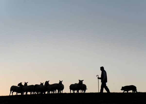 Farmers are to be consulted in a review of agricultural crime prosecution policy in Scotland. Picture: Ian Rutherford