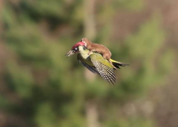 Martin Le-May's incredible photo of the weasel on the woodpecker's back. Picture: Martin Le-May