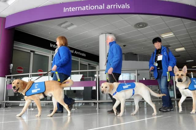 Guide dogs are put through their paces at Edinburgh Airport. Picture: Lisa Ferguson