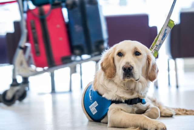 A guide dog takes a breather at Edinburgh Airport. Picture: Ian Georgeson
