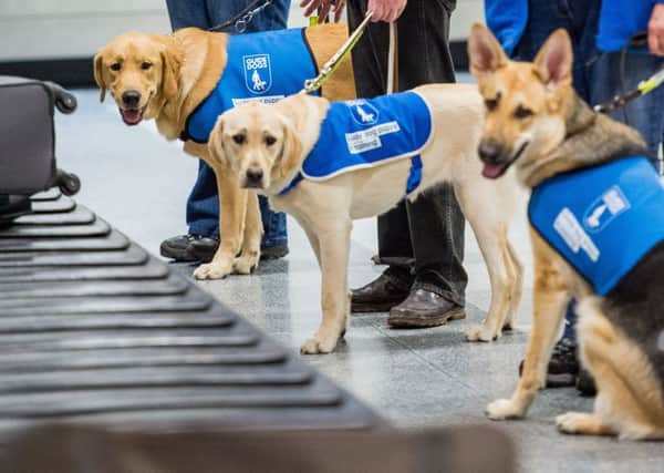Guide dogs wait by the baggage cart at Edinburgh Airport. Picture: Ian Georgeson