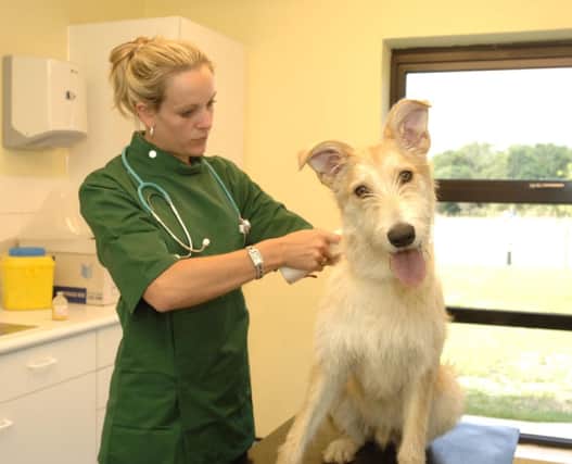 A vet microchips a dog. Proposals to tag all dogs in Scotland were announced today. Picture: Contributed
