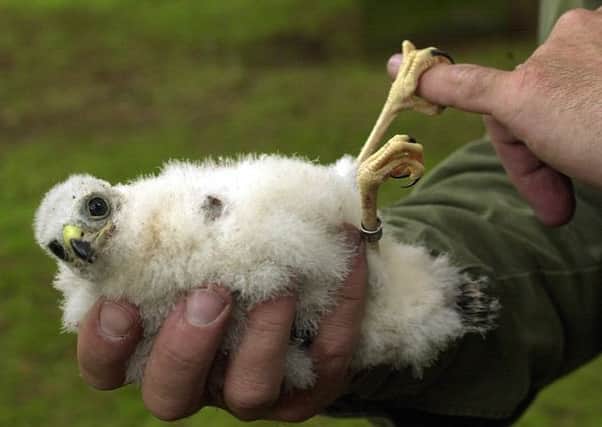 A sparrowhawk chick. Birds of prey require more support in order to flourish in Scotland, Scottish Natural Heritage have said. Picture: TSPL