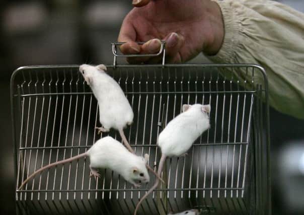 Tens of thousands of mice have been used for research. Picture: Getty