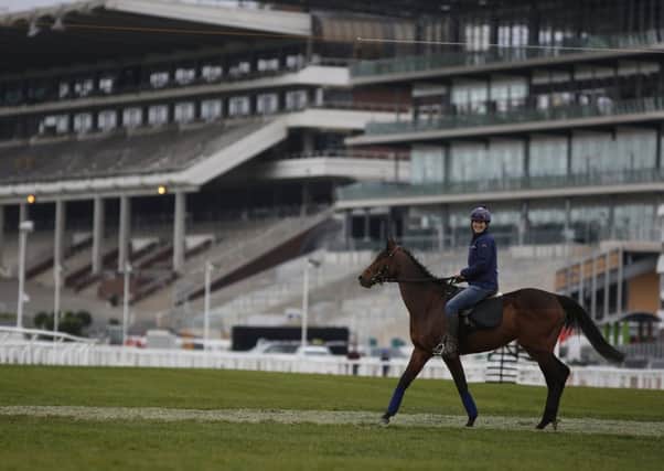 Hurricane Fly makes his way to the gallops at Cheltenham yesterday. Picture: Getty