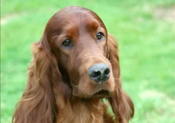 Irish setter Thendara Satisfaction, known as Jagger, finished second in class. Picture: SWNS