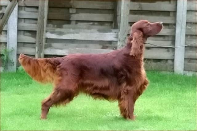 The poisoned Irish red setter Thendara Satisfaction, known as Jagger. Picture: Newsteam