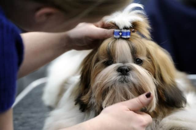 A prized Shih Tzu like this has also died after the Crufts dog show, according to reports. Picture: AFP