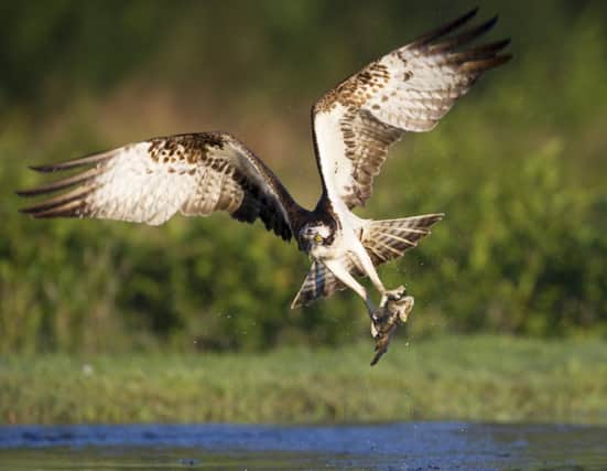 Campaigners are urging T in the Park organisers to relocate an osprey nest away from the festival's new Strathallan site. Picture: Ian Rutherford