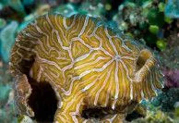 Among the new species discovered was the Indonesian frogfish. Picture: Contributed