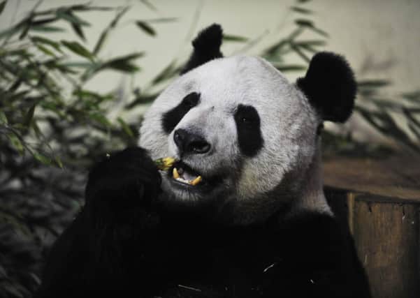Yang Guang, the male panda at Edinburgh Zoo, has been filmed displaying signs of sexual frustration. Picture: Gareth Easton