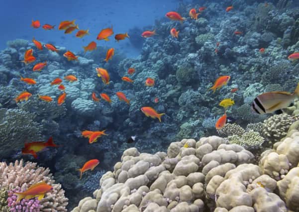 The Tropical fish and Hard corals the Red Sea offers. Picture: TSPL