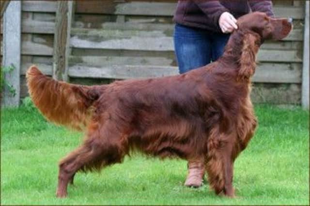 Jagger the Irish setter died after competing at Crufts. Picture: AP