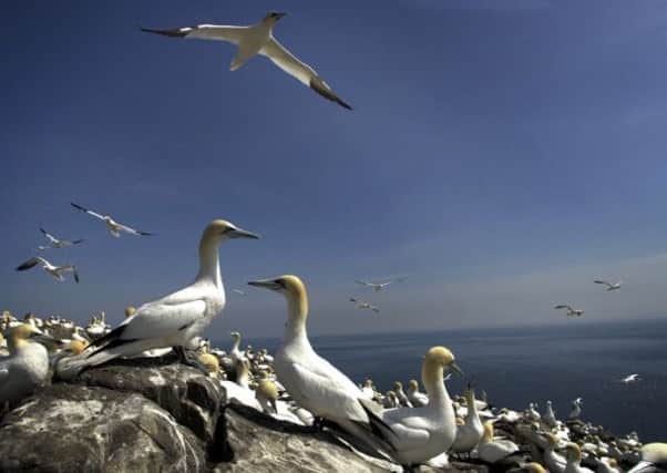 The Bass Rock in East Lothian, one of the world's largest gannet colonies. Picture: Paul Chappells