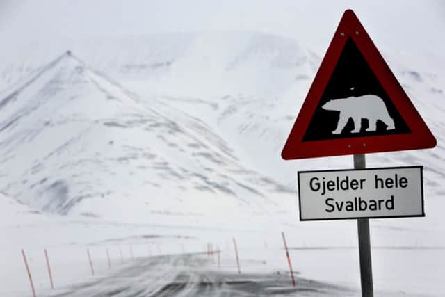 Road sign sporting a polar bear notifing motorists of their presence outside the arctic town of Longyearbyen in Norway. Picture: Getty