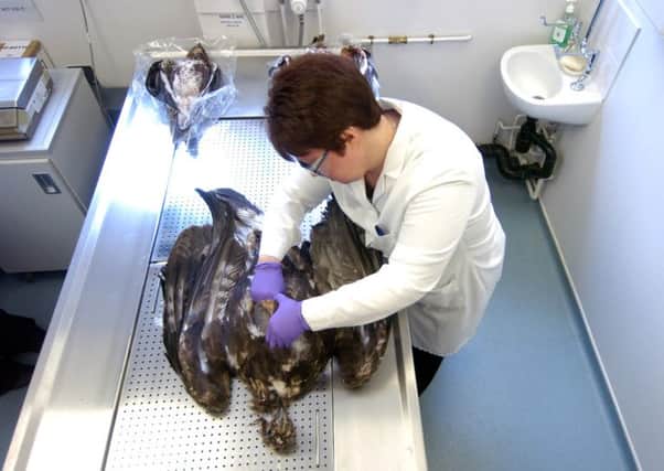 Senior Analyst Elizabeth Sharp investigates the body of a poisoned Golden Eagle. Picture: TSPL