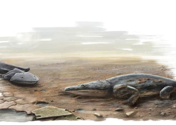An artist's impression of the newt, Metoposaurus algarvensis, which has been discovered by a team of Scottish scientists. Picture: PA