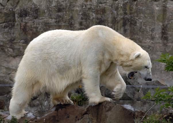 Mercedes was the last female polar bear to live in the UK. Picture: Ian Rutherford