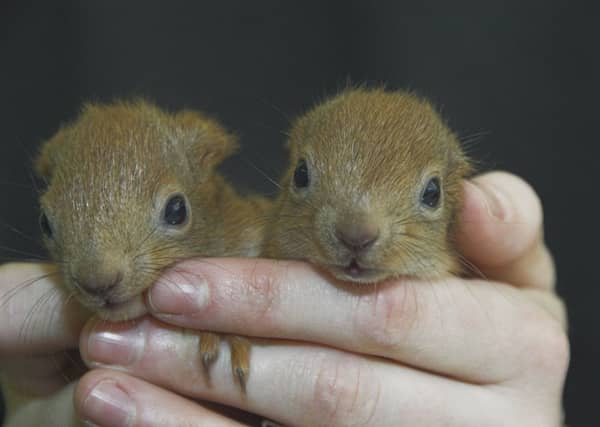 Jar Jar and Binks at the Scottish RSPCA's Clackmannanshire rescue centre. Picture: Contributed