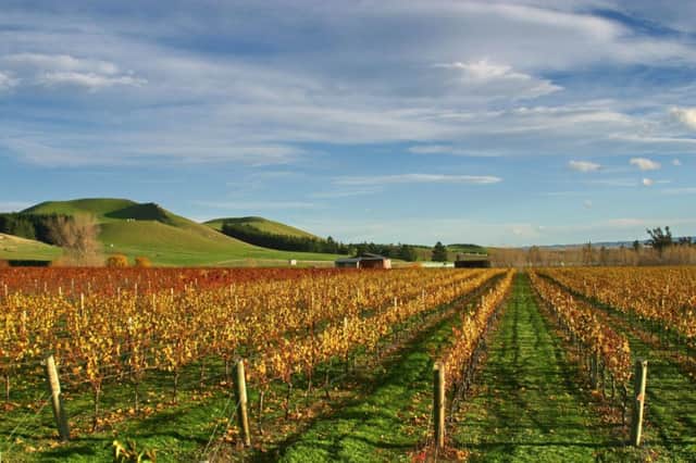 The northern corner of New Zealands South Island is good for growing riesling. Picture: Thinkstock