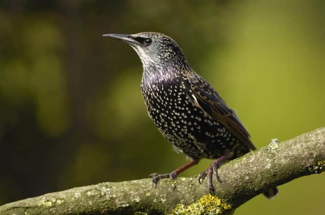 Starlings were the second most common bird spotted in Scottish gardens. Picture: Contributed