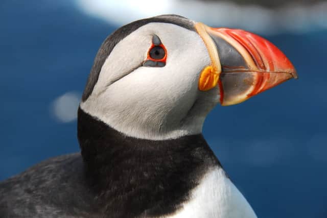 Examinations of deceased puffins have uncovered small plastic pellets. Picture: Contributed