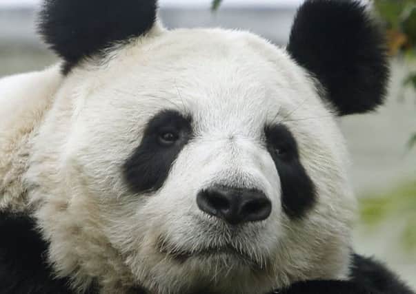 Tian Tian will also mate naturally with Yang Guang. Picture: PA