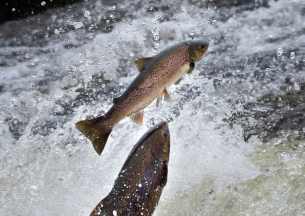 Atlantic salmon make light of a weir on the River Ettrick in the Scottish Borders. Picture: Getty