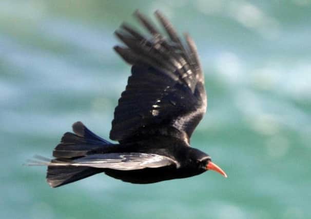 An adult chough flies. Picture: PA