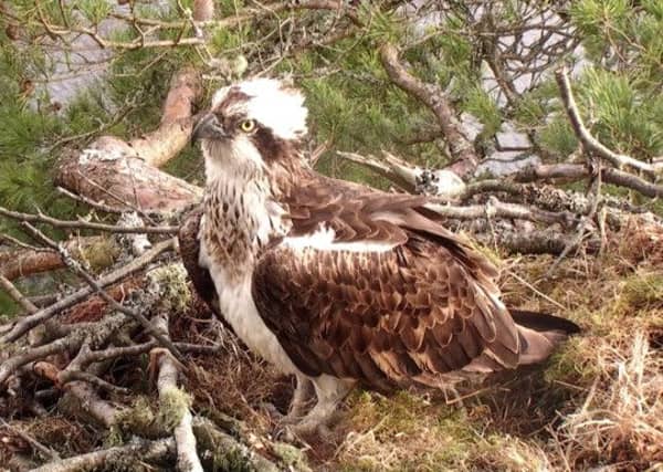 The new bird in Lady's nest. Picture: Contributed