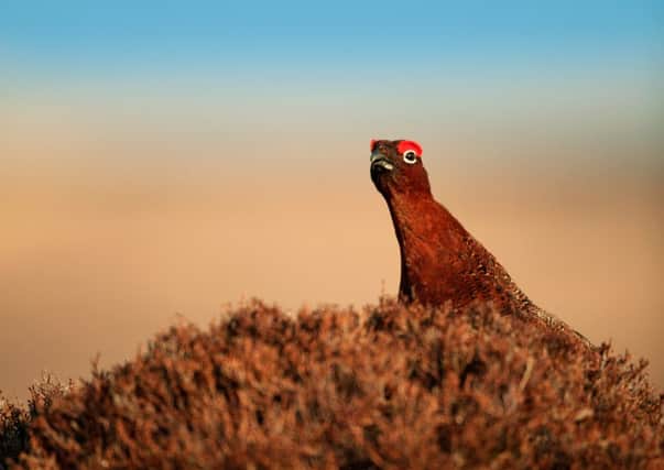 A red grouse named Jock is causing a flap after a spate of bizarre incidents in Perthshire. Picture: Getty