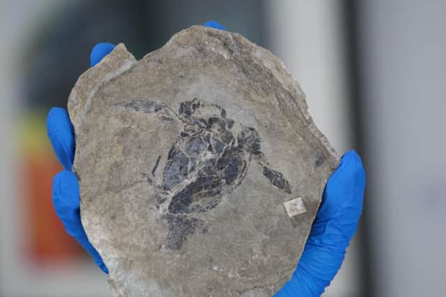The creature's fossilised remains. Picture: Peter Jolly