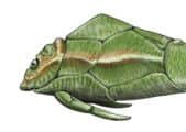 An artist's impression of what 'Pessie', or Pterichthyoides milleri, would look like.