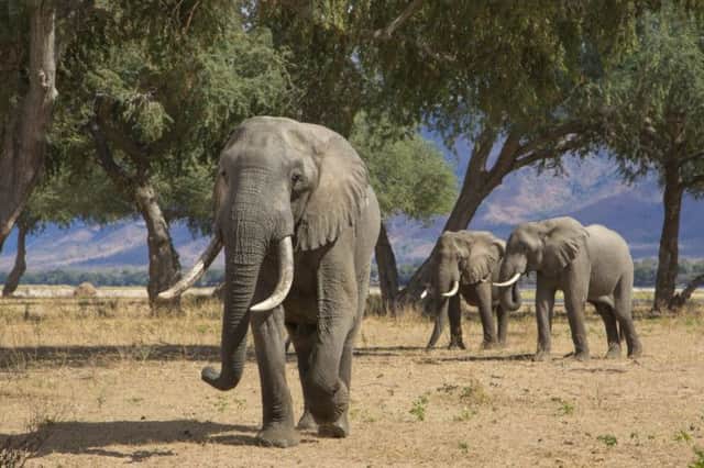 Rogue elephants are a growing problem in parts of Zimbawe. Picture: Getty