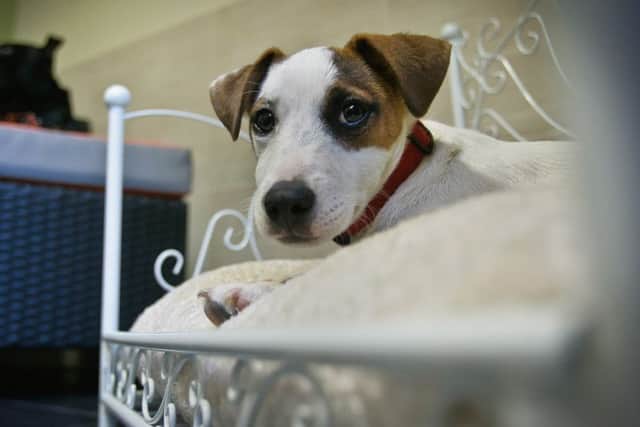The Jack Russell came in at number three on the list of runaways. Picture: Getty