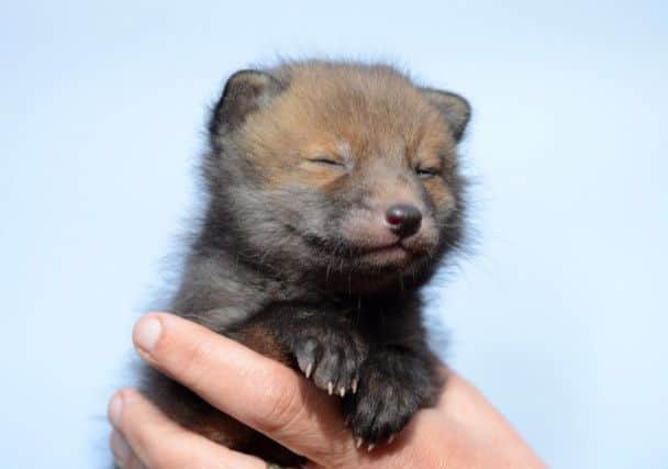 Fidget the fox cub is thought to be around three weeks old. Picture: Hemedia