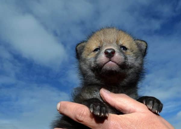 The fox cub, named Fidget, was found by children during an Easter egg hunt. Picture: Hemedia