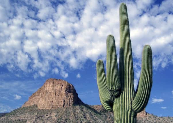 Saguaro cacti in Tortilla Flat, Arizona. Picture: Neil Geraghty