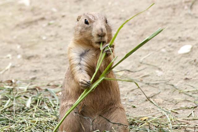 Black Tailed Prairie Dog. Picture: Neil Geraghty