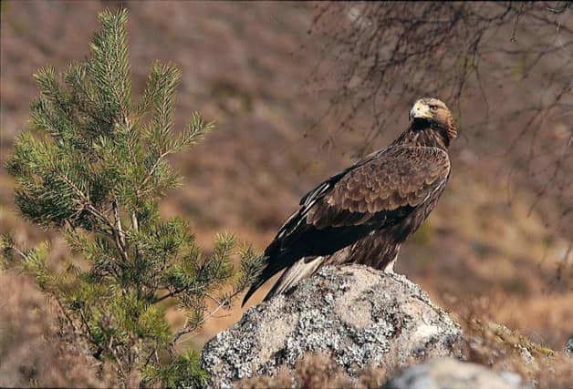 Protection of birds and land is hurting communities and jobs, claims MSP. Picture: PA