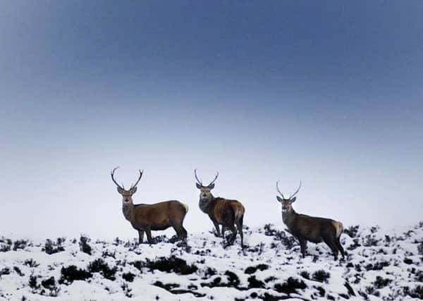 Three wild red deer near Aviemore. Picture: PA