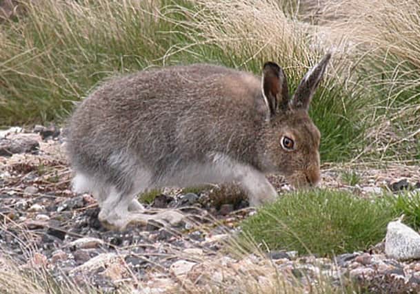 Mountain hares are often found on grouse moors. Picture: Creative Commons
