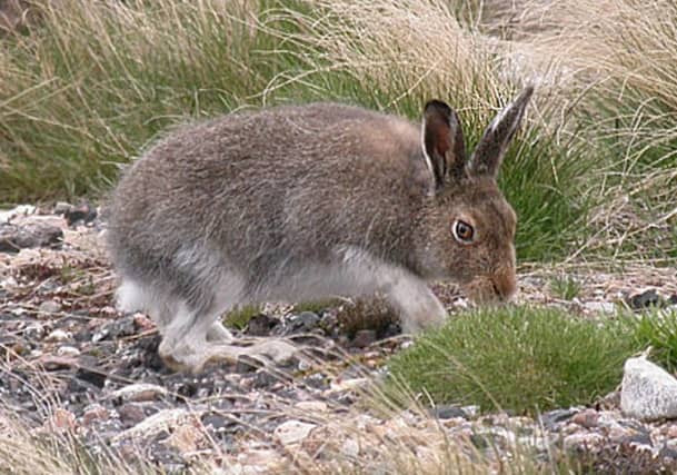 Mountain hares are often found on grouse moors. Picture: Creative Commons